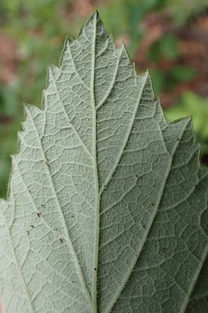 Rubus canescens \ Filz-Brombeere / Wooly Bramble, D Dillenburg-Donsbach 21.6.2020