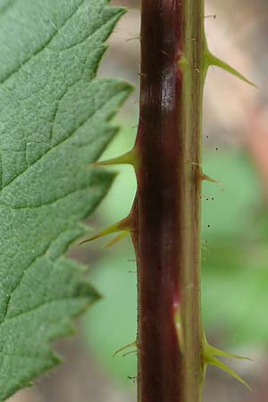 Rubus canescens \ Filz-Brombeere / Wooly Bramble, D Dillenburg-Donsbach 21.6.2020