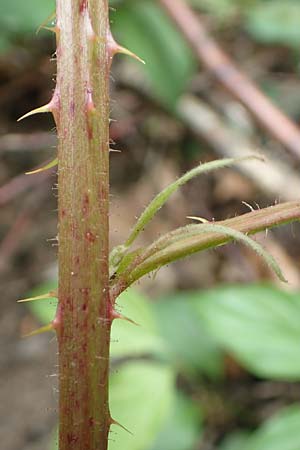 Rubus canescens \ Filz-Brombeere / Wooly Bramble, D Dillenburg-Donsbach 21.6.2020