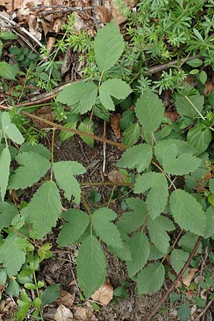 Rubus canescens \ Filz-Brombeere / Wooly Bramble, D Dillenburg-Donsbach 21.6.2020