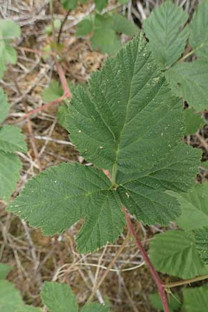 Rubus camptostachys \ Bewimperte Haselblatt-Brombeere, D Siegbach-Übernthal 22.6.2020