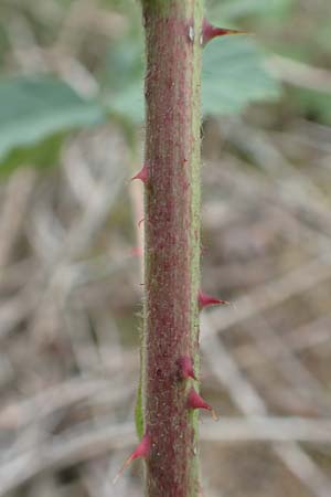 Rubus camptostachys \ Bewimperte Haselblatt-Brombeere / Hairy Bramble, D Siegbach-Übernthal 22.6.2020