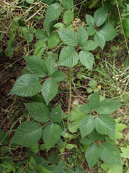 Rubus cyanophyllus \ Blaublttrige Brombeere / Blue-Leaved Bramble, D Odenwald, Grasellenbach 14.7.2020