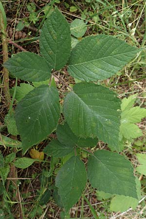 Rubus cyanophyllus \ Blaublttrige Brombeere / Blue-Leaved Bramble, D Odenwald, Grasellenbach 14.7.2020