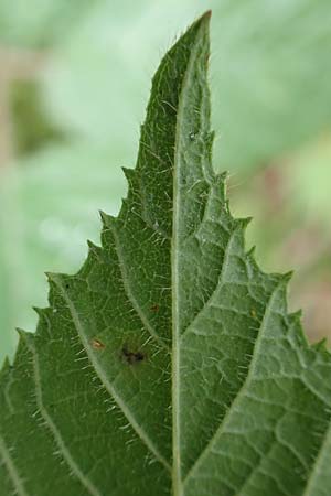 Rubus cyanophyllus \ Blaublttrige Brombeere / Blue-Leaved Bramble, D Odenwald, Grasellenbach 14.7.2020