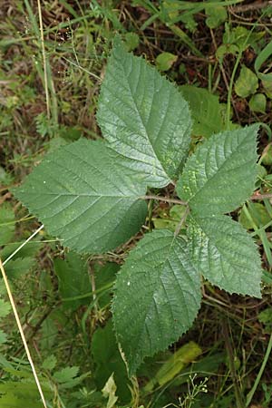 Rubus cyanophyllus \ Blaublttrige Brombeere / Blue-Leaved Bramble, D Odenwald, Grasellenbach 14.7.2020