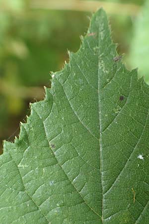 Rubus cyanophyllus \ Blaublttrige Brombeere / Blue-Leaved Bramble, D Odenwald, Grasellenbach 14.7.2020