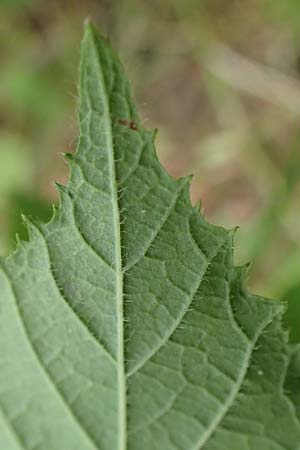 Rubus cyanophyllus \ Blaublttrige Brombeere / Blue-Leaved Bramble, D Odenwald, Grasellenbach 14.7.2020