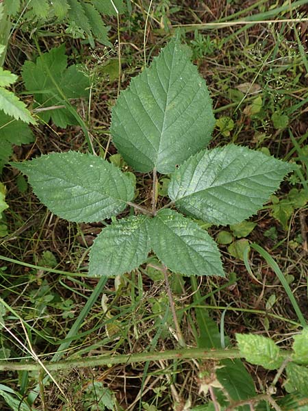 Rubus cyanophyllus \ Blaublttrige Brombeere / Blue-Leaved Bramble, D Odenwald, Grasellenbach 14.7.2020