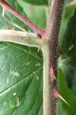 Rubus caninitergi \ Hunsrck-Brombeere / Hunsrck Bramble, D Hunsrück, Langweiler 18.7.2020