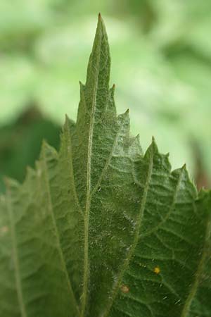 Rubus caninitergi \ Hunsrck-Brombeere / Hunsrck Bramble, D Hunsrück, Langweiler 18.7.2020