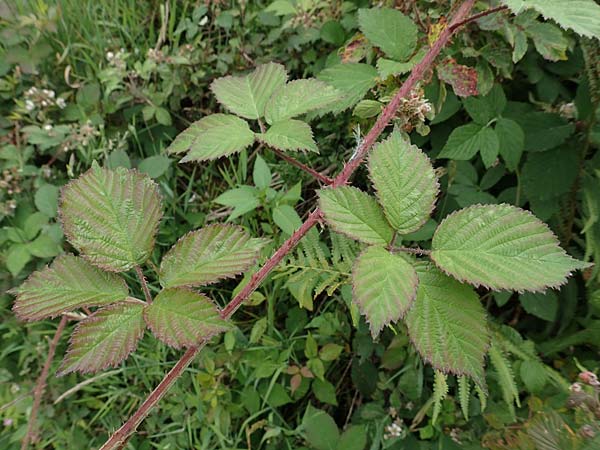 Rubus caninitergi \ Hunsrck-Brombeere / Hunsrck Bramble, D Hunsrück, Langweiler 18.7.2020