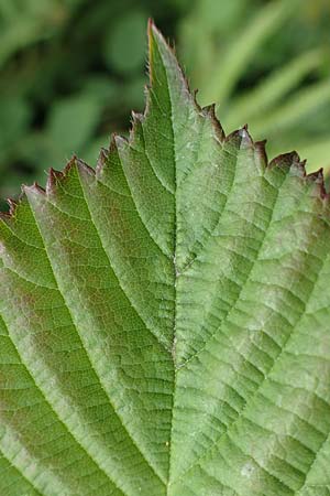 Rubus caninitergi \ Hunsrck-Brombeere, D Hunsrück, Langweiler 18.7.2020