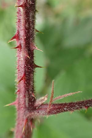 Rubus caninitergi \ Hunsrck-Brombeere / Hunsrck Bramble, D Hunsrück, Langweiler 18.7.2020