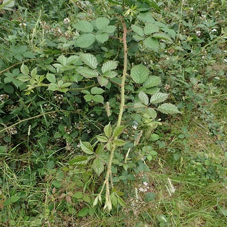 Rubus caninitergi \ Hunsrck-Brombeere / Hunsrck Bramble, D Hunsrück, Langweiler 18.7.2020