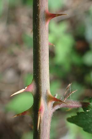 Rubus adspersus \ Hainbuchenblttrige Brombeere, D Wankumer Heide 27.7.2020