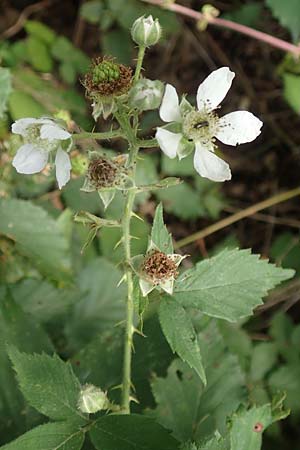 Rubus adspersus ? \ Hainbuchenblättrige Brombeere, D Wankumer Heide 27.7.2020