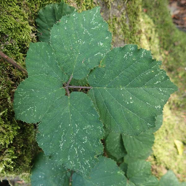 Rubus camptostachys \ Bewimperte Haselblatt-Brombeere, D Bochum 28.7.2020