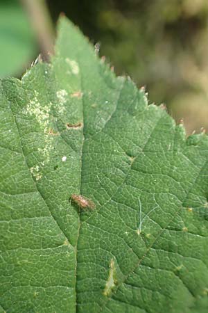 Rubus camptostachys \ Bewimperte Haselblatt-Brombeere / Hairy Bramble, D Bochum 28.7.2020