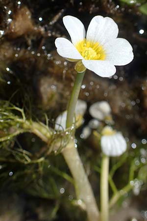 Ranunculus circinatus ? \ Spreizender Wasser-Hahnenfu / Fan-Leaved Water Crowfoot, D Schutterwald 27.4.2021