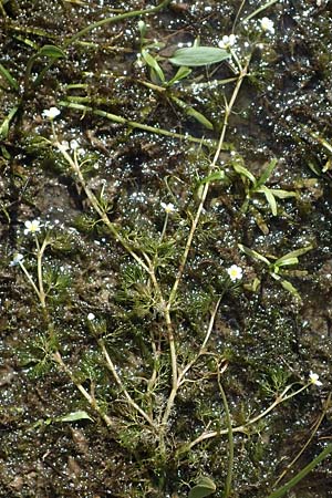 Ranunculus circinatus ? \ Spreizender Wasser-Hahnenfuß / Fan-Leaved Water Crowfoot, D Schutterwald 27.4.2021