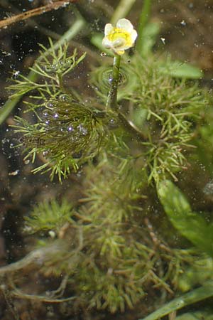 Ranunculus circinatus ? \ Spreizender Wasser-Hahnenfu / Fan-Leaved Water Crowfoot, D Groß-Gerau 29.5.2021