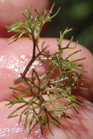 Ranunculus circinatus ? \ Spreizender Wasser-Hahnenfuß / Fan-Leaved Water Crowfoot, D Groß-Gerau 29.5.2021