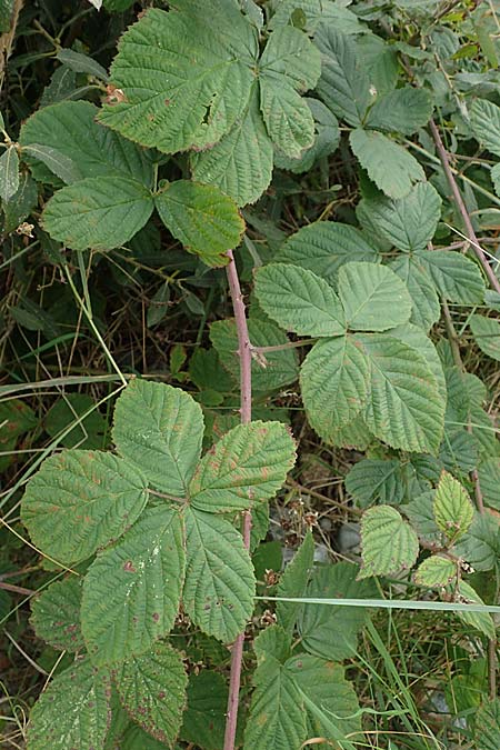 Rubus nemorosus \ Hain-Haselblatt-Brombeere, D Hohwacht 13.9.2021