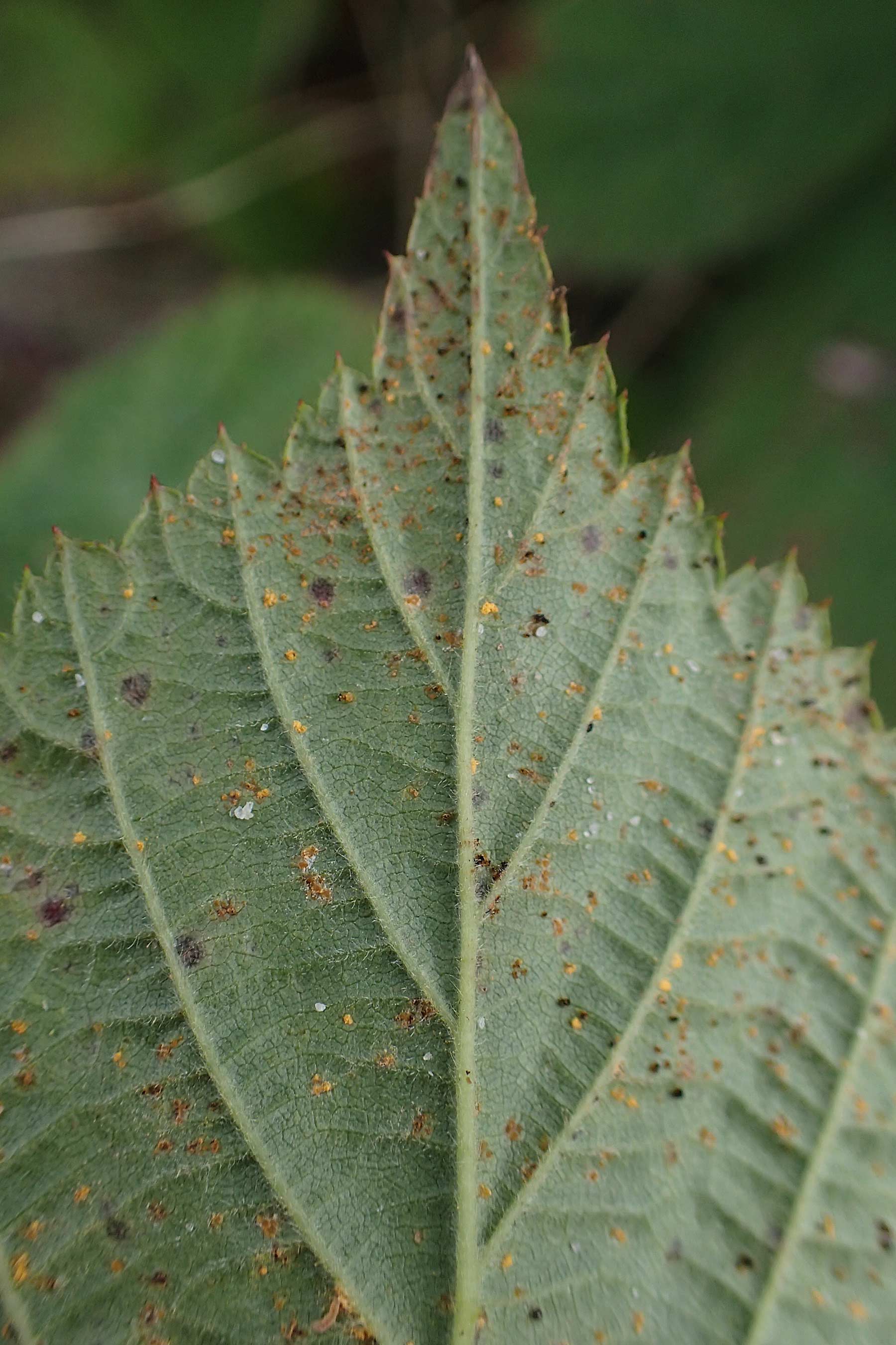 Rubus nemorosus \ Hain-Haselblatt-Brombeere, D Hohwacht 13.9.2021