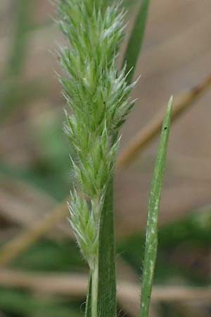 Rostraria cristata \ Echtes Bschelgras / Mediterranean Hair Grass, D Frankfurt-Alt Niederursel 30.6.2023