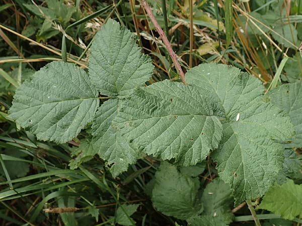 Rubus durospinosus \ Hartstachelige Haselblatt-Brombeere / Hard Spinous Bramble, D Odenwald, Mörlenbach 5.7.2018