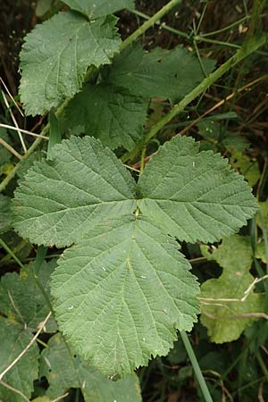 Rubus durospinosus \ Hartstachelige Haselblatt-Brombeere, D Odenwald, Mörlenbach 5.7.2018