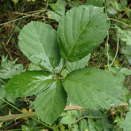 Rubus devitatus \ Gemiedene Brombeere / Shunned Bramble, D Odenwald, Mörlenbach 5.7.2018