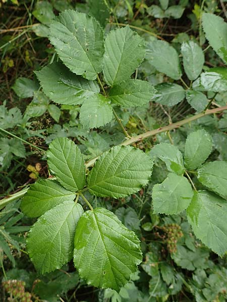 Rubus devitatus \ Gemiedene Brombeere / Shunned Bramble, D Odenwald, Mörlenbach 5.7.2018