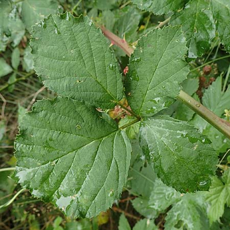 Rubus devitatus \ Gemiedene Brombeere / Shunned Bramble, D Odenwald, Mörlenbach 5.7.2018