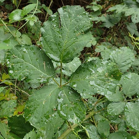 Rubus devitatus \ Gemiedene Brombeere, D Odenwald, Mörlenbach 5.7.2018