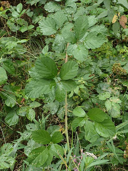 Rubus devitatus \ Gemiedene Brombeere, D Odenwald, Mörlenbach 5.7.2018