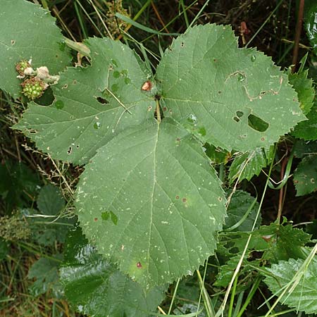 Rubus devitatus \ Gemiedene Brombeere, D Odenwald, Mörlenbach 5.7.2018