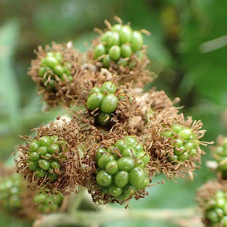 Rubus devitatus \ Gemiedene Brombeere / Shunned Bramble, D Odenwald, Mörlenbach 5.7.2018
