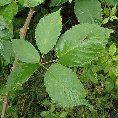 Rubus procerus \ Robuste Brombeere / Himalayan Bramble, D Odenwald, Mörlenbach 5.7.2018