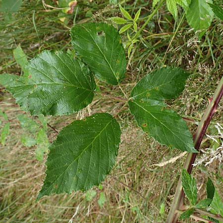 Rubus procerus \ Robuste Brombeere, D Odenwald, Mörlenbach 5.7.2018