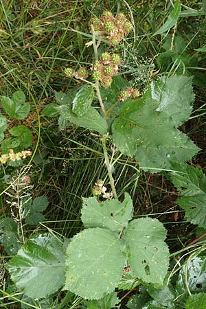 Rubus devitatus \ Gemiedene Brombeere, D Odenwald, Mörlenbach 5.7.2018