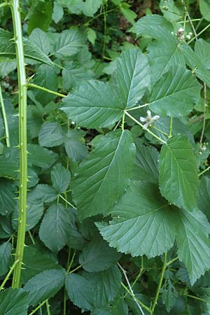 Rubus divaricatus \ Sparrige Brombeere, Auseinandergezogene Brombeere, D Frankfurt-Oberrad 22.6.2019