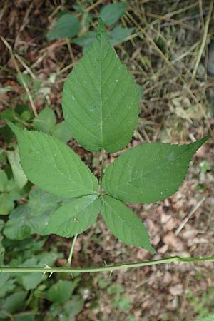 Rubus specC ? \ Brombeere, D Herne 27.7.2019