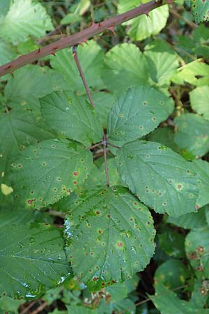 Rubus divaricatus ? \ Sparrige Brombeere, Auseinandergezogene Brombeere / Spreading Bramble, D Karlsruhe 18.8.2019