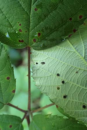 Rubus divaricatus ? \ Sparrige Brombeere, Auseinandergezogene Brombeere / Spreading Bramble, D Karlsruhe 18.8.2019