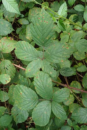 Rubus divaricatus ? \ Sparrige Brombeere, Auseinandergezogene Brombeere / Spreading Bramble, D Rheinstetten-Silberstreifen 18.8.2019