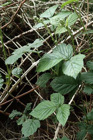 Rubus ducatuscola \ Westfälische Brombeere, D Brilon-Scharfenberg 11.6.2020