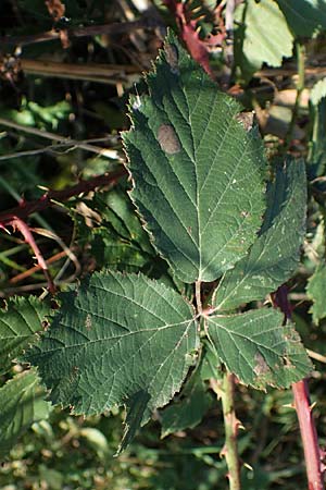 Rubus pseudothyrsanthus ? \ Falsche Straußblüten-Brombeere, D Hohwacht 14.9.2021