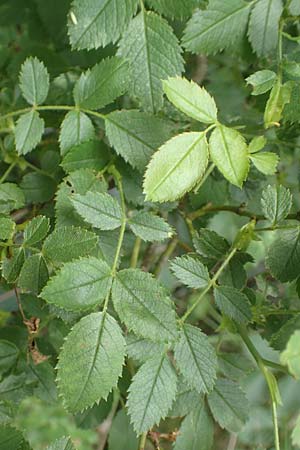 Rosa elliptica \ Keilblttrige Rose / Wedge-Leaved Rose, D Großheubach am Main 20.6.2016